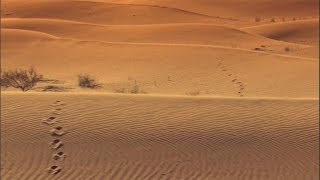 El Desierto vs. Neutrinos Dance