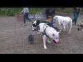 Heath S Haven Dog Rescue Is The Winner Of Who Do You Love