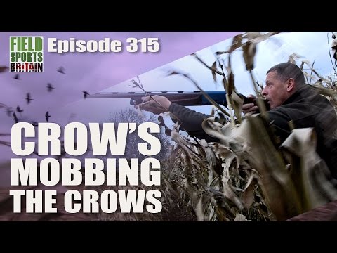 Fieldsports Britain – Crow’s Mobbing the Crows