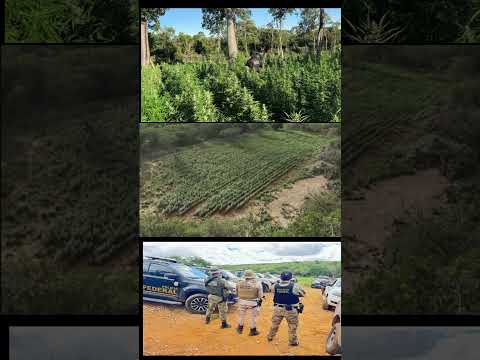 Mais de 125 mil pés de maconha são erradicados em Macururé na Bahia.