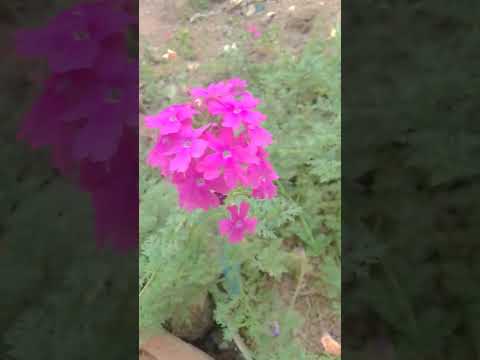 March 20, 2025#public #highlight #love #flowers