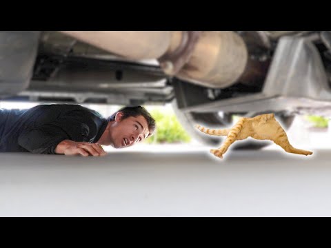 This Could Have Been So Bad... (Cat Stuck Under Car)