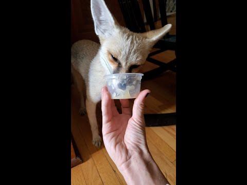 Fawzi Fox loves his applesauce