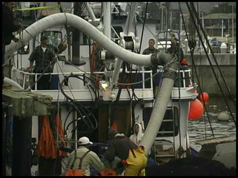 Sardine Catch off Monterey Wharf