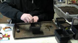 Growing Flowers - Starting Snapdragons, Rudbeckia and Canna Lilies