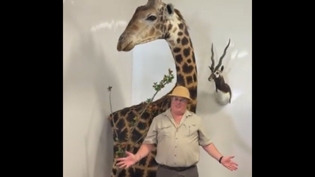 African Taxidermy Auction July 22 2025 Beck Auctions Inc