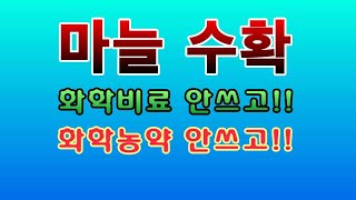 [텃밭농부.613]  건강하게 키운  마늘수확. 마늘재배