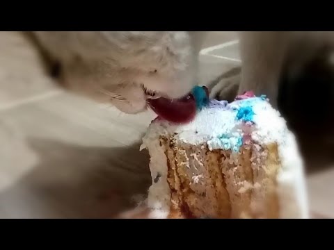 can cats eat cake? - #shorts