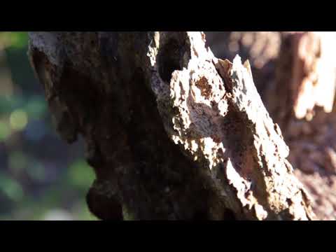 Yerbal - Nada a Cambio