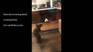 Hamster stuck in a glue trap.