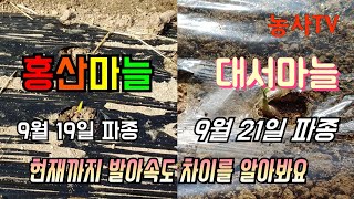 마늘재배. 홍산마늘과 대서마늘 발아속도 차이가 크내요.[농사TV]