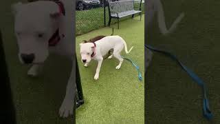 Video preview image #1 Dogo Argentino Puppy For Sale in Uwchlan, PA, USA