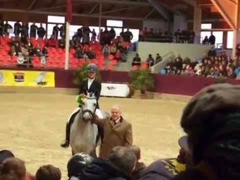 DSP Belantis bei der Hengstpräsentation 2015 in Neustadt/Dosse