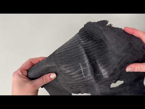 REAL IGUANA SKIN 5854