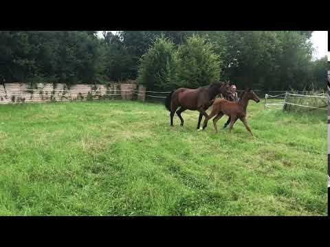 VITALIS Hengst Fohlen 2018