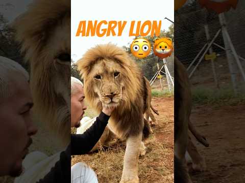Lion gets Angry!😤😳