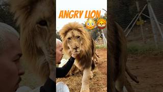Lion gets Angry!😤😳