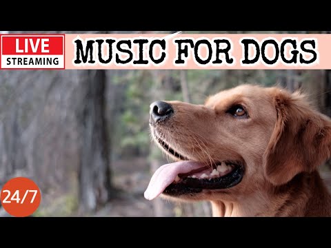 🔴[LIVE] Dog Music🎵🐶Calming Music for Dog Sleep🐶💖Separation Anxiety Relief🦮Relaxing Music for Dogs🔴20