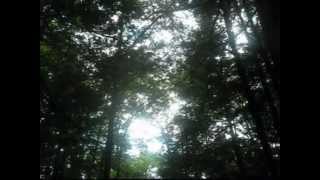 Where do fairies live?