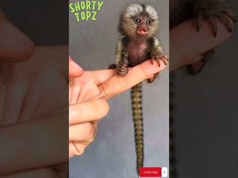 el Titi pigmeo uno de los primates más pequeños del mundo