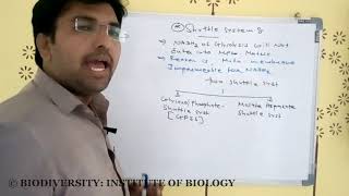 shuttle system in mitochondrial membrane