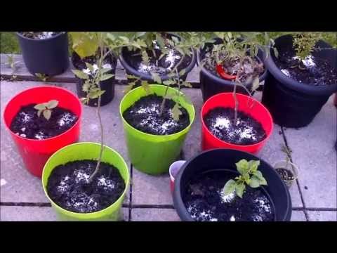 Using epsom salts to improve soil nutrition