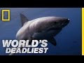 Great White Shark vs. Seal | World's Deadliest