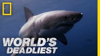 Great White Shark vs. Seal | World's Deadliest