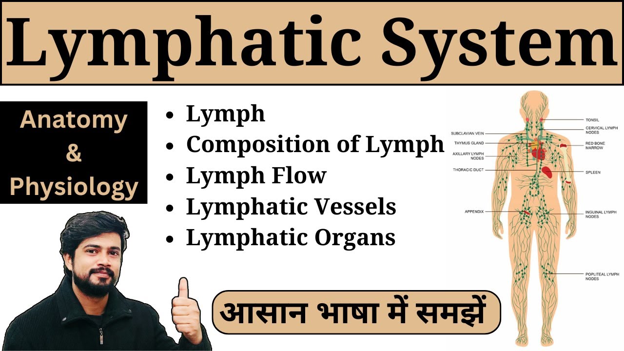 Understanding the Lymphatic System: Anatomy and Physiology Explained ...