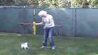 DOG AUDITION HATTYCAKES BAKERSMAN - Demo for producer