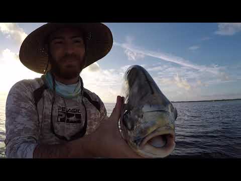 download lagu mp3 mp4 Biscayne Bay Flats Fishing Guide, download lagu Biscayne Bay Flats Fishing Guide gratis, unduh video klip Biscayne Bay Flats Fishing Guide