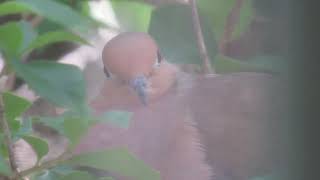 Beautiful Eyes of a Mourning Dove