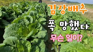김장배추 폭망 했다  무슨 일이? 엄청난 사건이