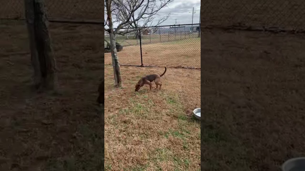 Chani, a Adoptable Mixed Breed in Chattanooga, TN video 6/6