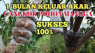 Download lagu CANGKOK POHON MANGGA || 100% BERHASIL mp3