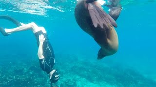 SEA LIONS EVERYWHERE. BEST DAY EVER. Galapagos Cruise Day 6 - YouTube