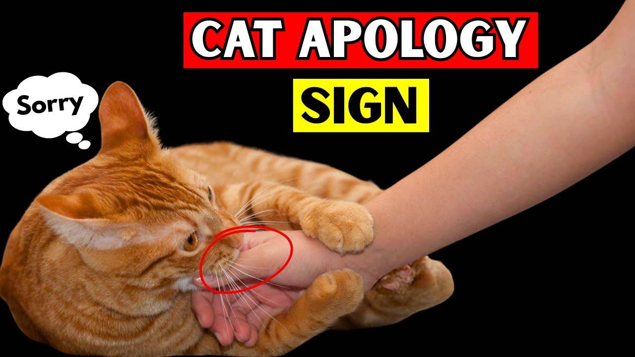 How Cats Apologize to Their Humans?