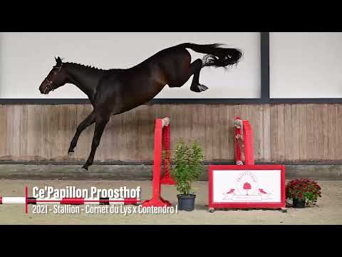 Ce'Papillon Proosthof