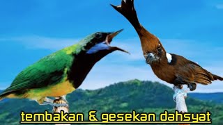 Download lagu CILILIN VS CUCAK CUNGKOK  31 TEMBAKAN DAN GESEKAN DAHSYAT ISTIMEWA mp3