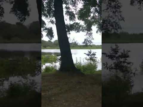 laguna llena  en la verde chaco (hace años no se la veia asi ) #naturelovers #laVerdeChaco #camp