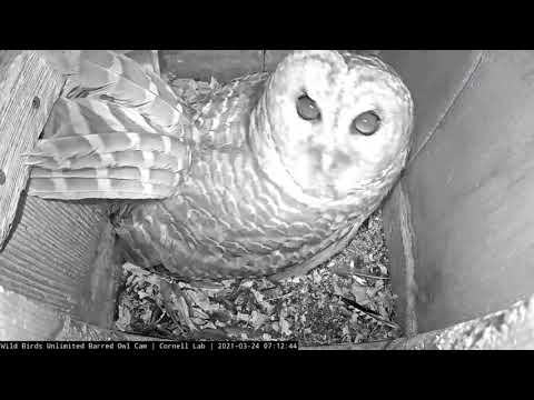 Barred Owls Have A Hooting Duet, Fish Delivered To Nest Box – March 21, 2021