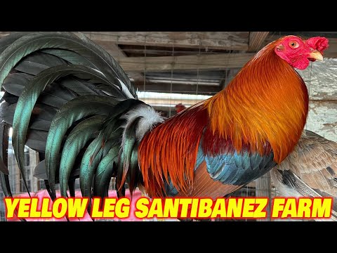 Beautiful Birds - Oscar Santibanez Farm Texas | Farm Visit