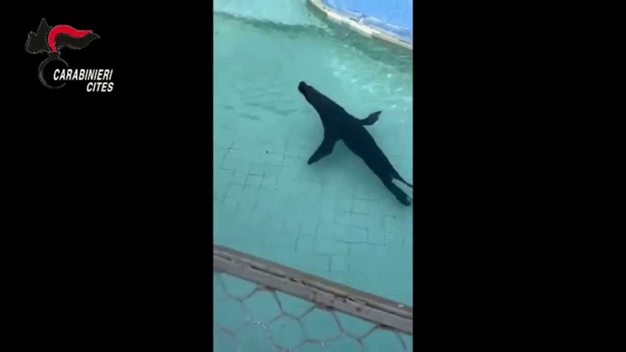 Verona, leone marino all'interno di un furgone: denunciato il proprietario