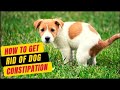 Natural Remedies For Dogs Constipation Safe Natural Faster Result