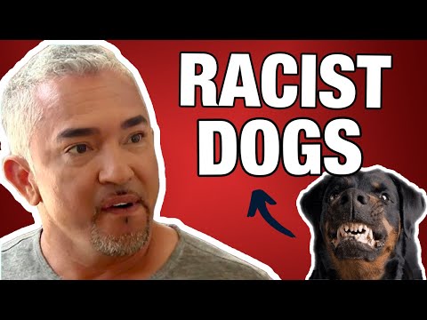 Cesar Millan Reveals Why Some Dogs Are RACIST