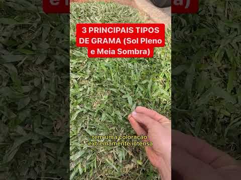 3 MAIN TYPES OF GRASS!
