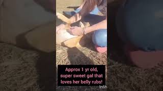 Video preview image #1 Retriever -Unknown Mix Puppy For Sale in Woodbury, NY, USA