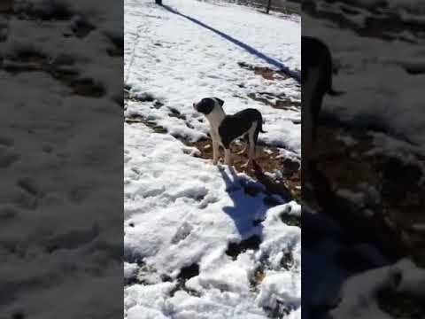 Kennedy, an adopted Border Collie Mix in Manchester, NH_image-1