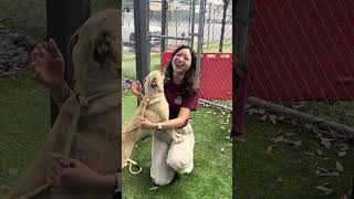 Video preview image #1 Pug-Unknown Mix Puppy For Sale in Pasadena, CA, USA
