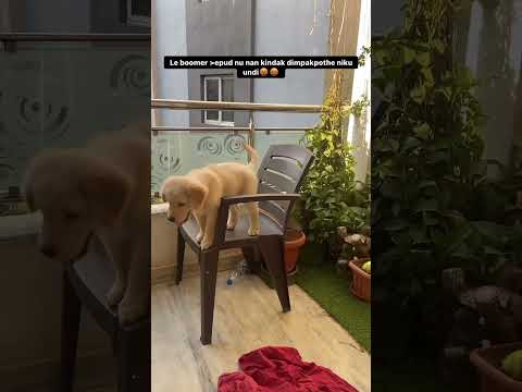 Niku undhi na kodaka🤬 #dogs #dogshorts #dogsofinstagram  #goldenretriever #goldenretrieverpuppy